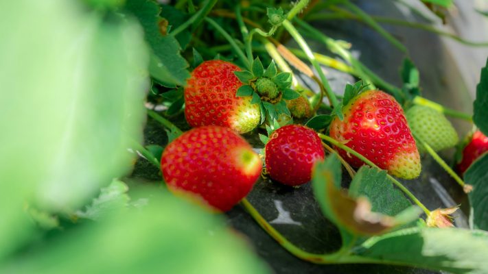 Energi Surya untuk Pertanian Strawberry Modern Berbasis PLTS