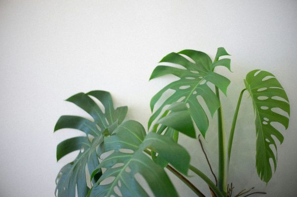Memilih Pompa Tenaga Surya dengan Sensor untuk Monstera