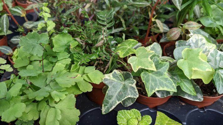 Efisiensi Pompa Tenaga Surya untuk Irigasi Tanaman Hias
