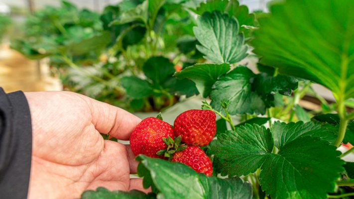 Energi Surya untuk Pertanian Strawberry Greenhouse Berkelanjutan