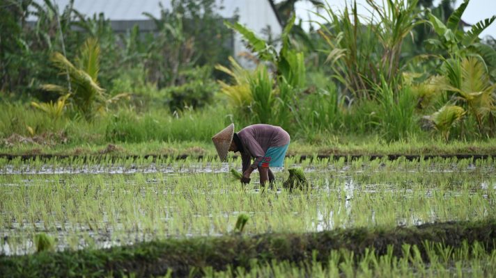 Energi Surya untuk Pertanian Hortikultura Berbasis AI