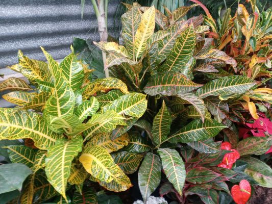 Memilih Pompa Tenaga Surya untuk Masa Depan Kebun Hias
