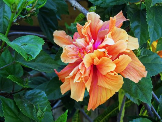 Memilih Pompa Tenaga Surya untuk Tanaman Kembang Sepatu