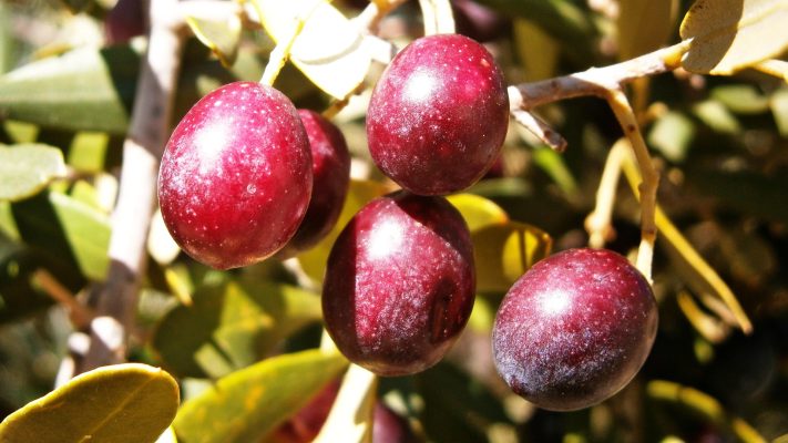 Memilih Pompa Tenaga Surya IoT untuk Kebun Zaitun