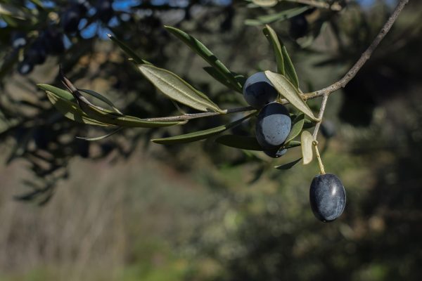 Memilih Pompa Tenaga Surya untuk Irigasi Zaitun Pintar