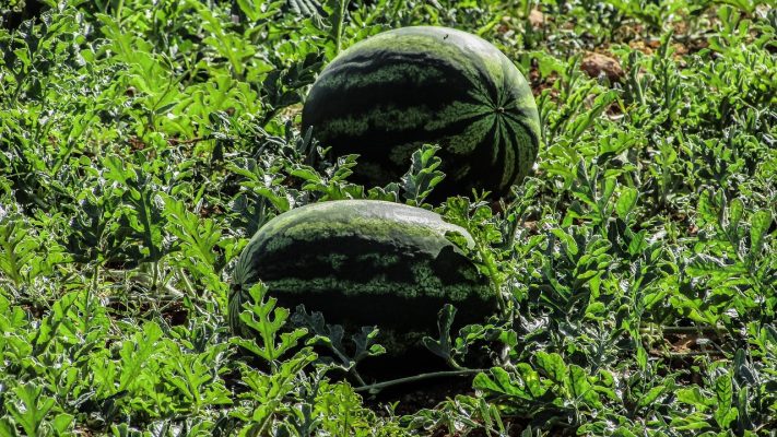 Energi Surya untuk Pertanian Semangka Smart Farming