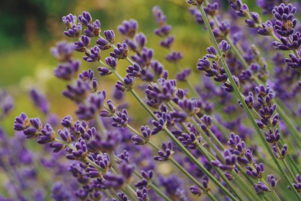 Memilih Pompa Tenaga Surya Sesuai Kondisi Tanah Lavender