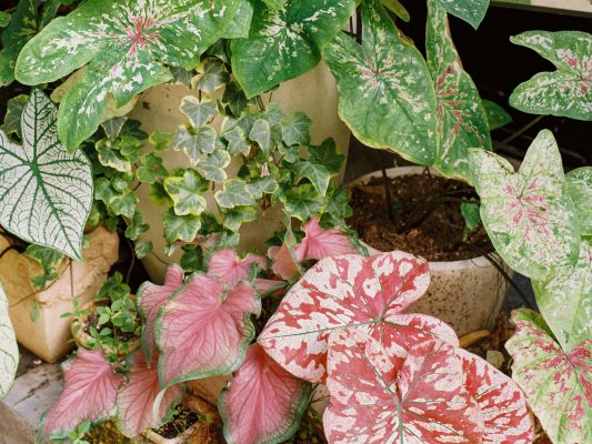 Memilih Pompa Tenaga Surya Lorentz untuk Kebun Hias Modern