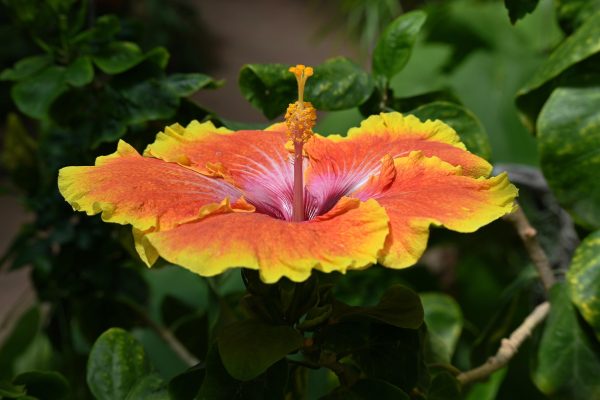 Memilih Pompa Tenaga Surya untuk Tanaman Hibiscus