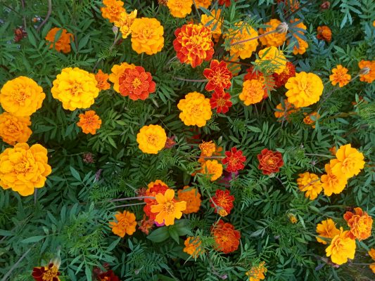 Memilih Pompa Tenaga Surya untuk Marigold di Lahan Kering