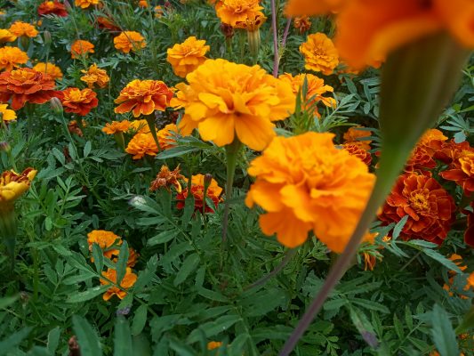 Memilih Pompa Tenaga Surya Sesuai Kebutuhan Air Marigold