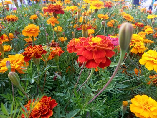 Memilih Pompa Tenaga Surya untuk Marigold di Lahan
