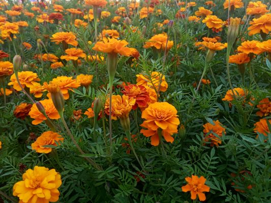 Memilih Pompa Tenaga Surya untuk Hasil Bunga Marigold