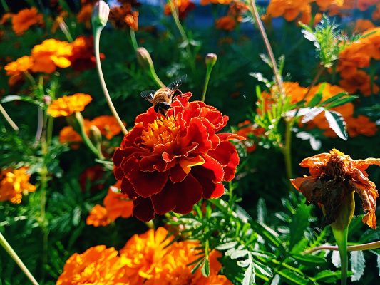 Memilih Pompa Tenaga Surya untuk Marigold Berkelanjutan