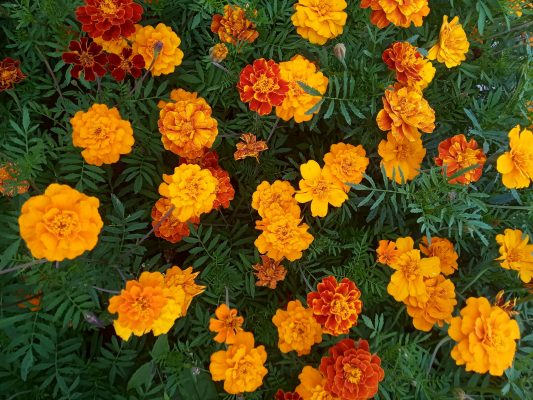 Memilih Pompa Tenaga Surya untuk Kebun Marigold Modern