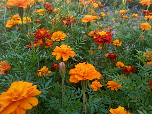 Memilih Pompa Tenaga Surya untuk Marigold di Greenhouse