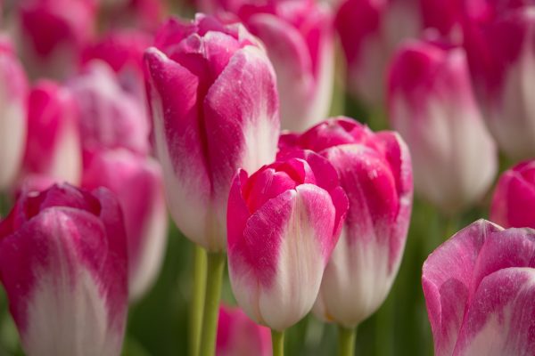 Memilih Pompa Tenaga Surya Lorentz untuk Irigasi Tulip Hemat Energi
