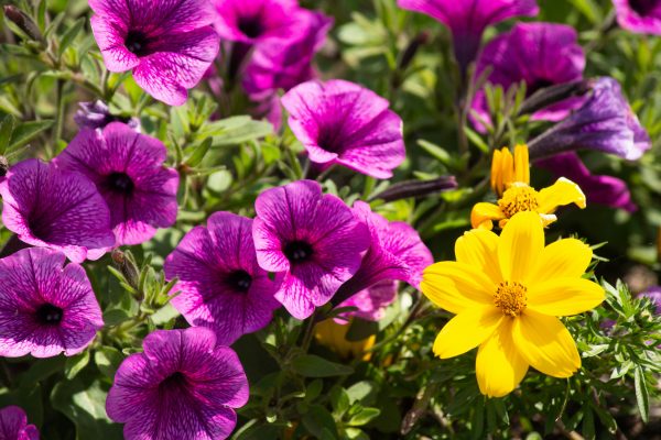 Memilih Pompa Tenaga Surya dari Sungai untuk Pengairan Petunia 