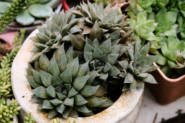 Memilih Pompa Tenaga Surya untuk Lahan Sukulen Minim Air
