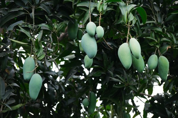 Energi Surya untuk Pertanian Mangga Hemat Energi