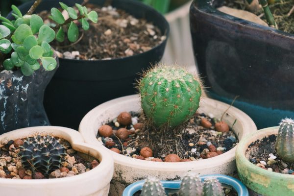 Cara Pompa Tenaga Surya LORENTZ Menghemat Biaya Irigasi Tanaman Hias