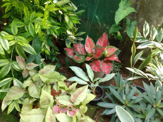 Memilih Pompa Tenaga Surya untuk Irigasi Tanaman Hias yang Optimal