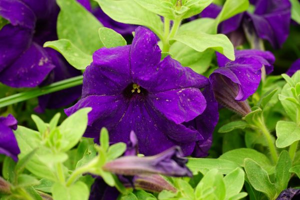Memilih Pompa Tenaga Surya Lorentz untuk Hemat Air Pada Petunia