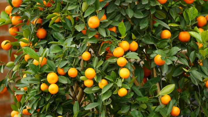 Energi Surya untuk Pertanian pada Kebun Jeruk Berkelanjutan