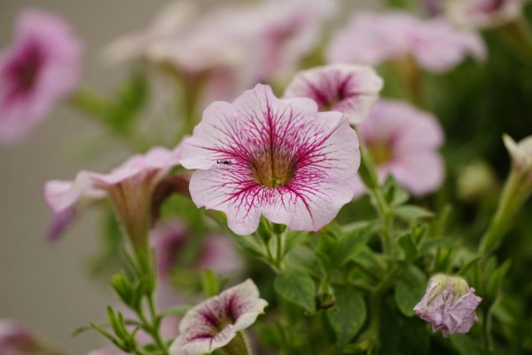 Memilih Pompa Tenaga Surya untuk Sumber Air Petunia