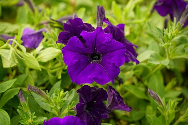 Memilih Pompa Tenaga Surya dari Sumur Dangkal Pada Petunia 
