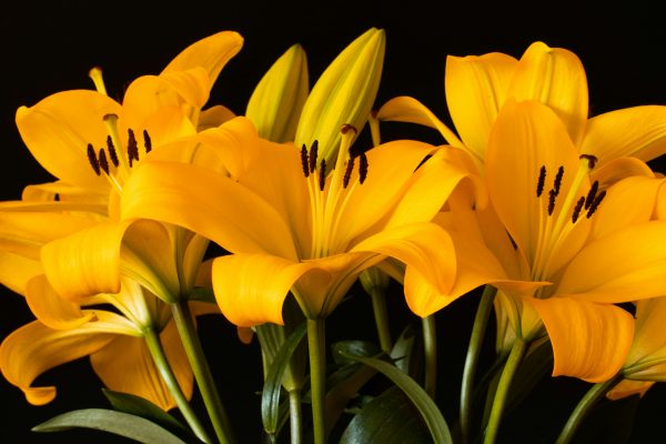 Memilih Pompa Tenaga Surya untuk Lily di Rumah Kaca
