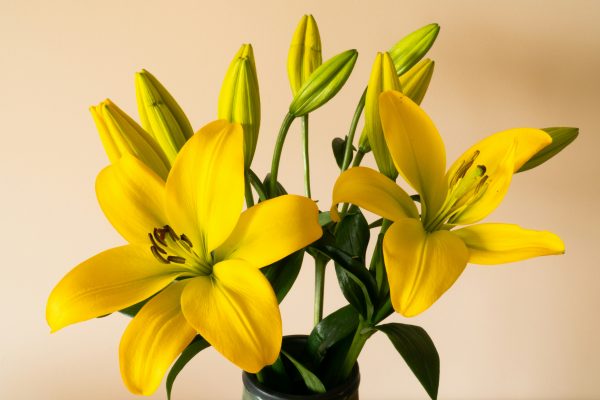 Memilih Pompa Tenaga Surya dari Kedalaman Sumber Air Lily