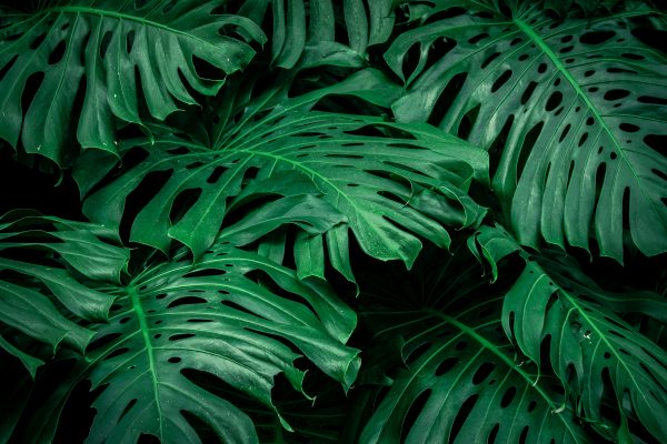 Memilih Pompa Tenaga Surya untuk Monstera Berdasarkan Total Head