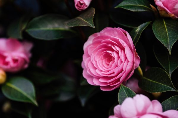 Memilih Pompa Tenaga Surya dengan Sensor Kelembapan Camelia