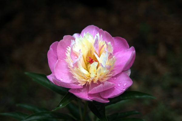 Memilih Pompa Tenaga Surya Modern untuk Peony