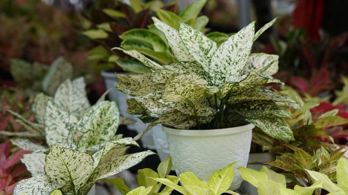 Memilih Pompa Tenaga Surya untuk Greenhouse Tanaman Hias