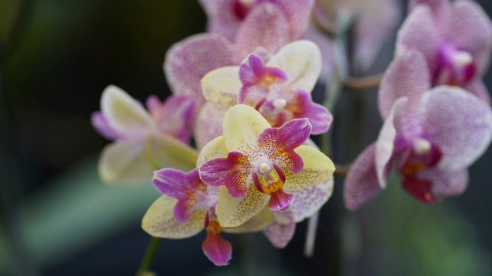 Memilih Pompa Tenaga Surya Lorentz Berdasarkan Luas Greenhouse