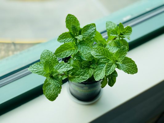 Energi Surya untuk Pertanian Mint Menuju Kebun Modern
