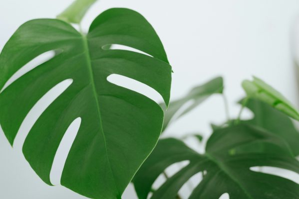 Memilih Pompa Tenaga Surya untuk Kebun Monstera Modern