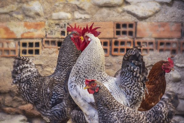 Memilih Pompa Tenaga Surya untuk Air Minum Ayam Berkualitas