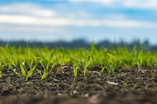 Memilih Pompa Tenaga Surya untuk Ladang Produktif
