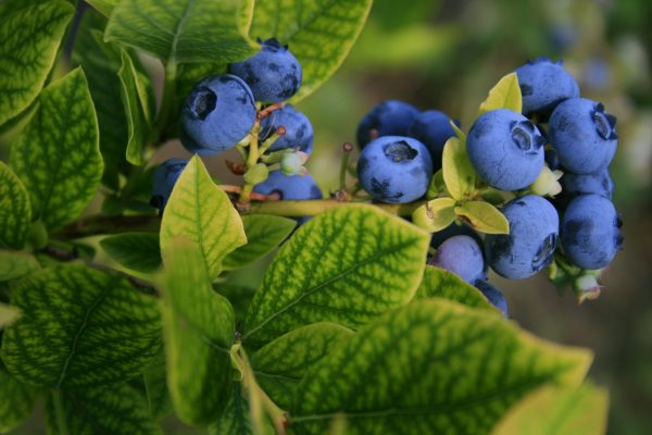 Energi Surya untuk Pertanian Blueberry dengan PLTS Mandiri