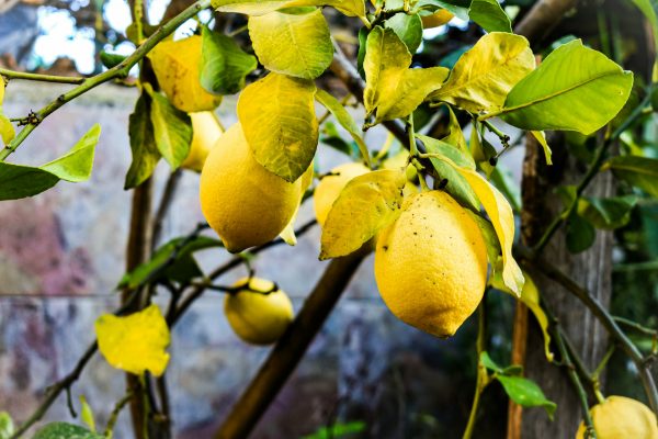 Energi Surya untuk Pertanian Lemon Saat Musim Kemarau