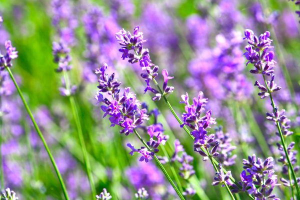 Memilih Pompa Tenaga Surya untuk Lavender yang Tepat