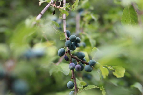 Memilih Pompa Tenaga Surya untuk Irigasi Plum Hemat Air