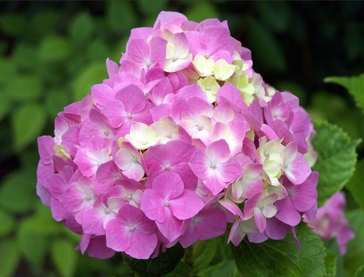 Memilih Pompa Tenaga Surya bagi Kebun Hydrangea Berkelanjutan