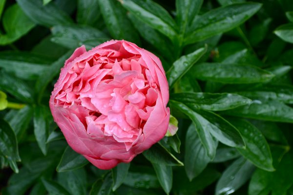 Memilih Pompa Tenaga Surya Berdasarkan Jenis Tanah Peony