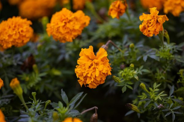 Memilih Pompa Tenaga Surya Berdasarkan Debit Marigold