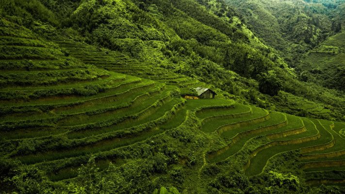 Memilih Pompa Tenaga Surya untuk Irigasi Sawah Skala Besar
