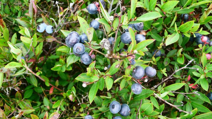 Energi Surya untuk Pertanian Blueberry Modern dan Berkelanjutan Masa Kini